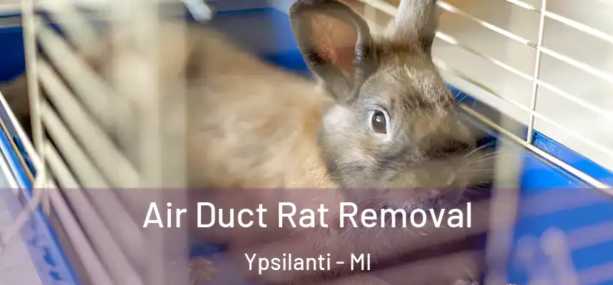  Air Duct Rat Removal Ypsilanti - MI